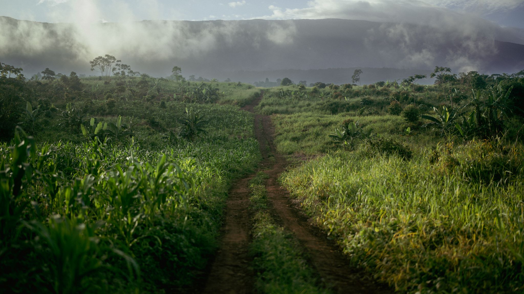 African Voices for Africa’s Forests | African Climate Reality Project